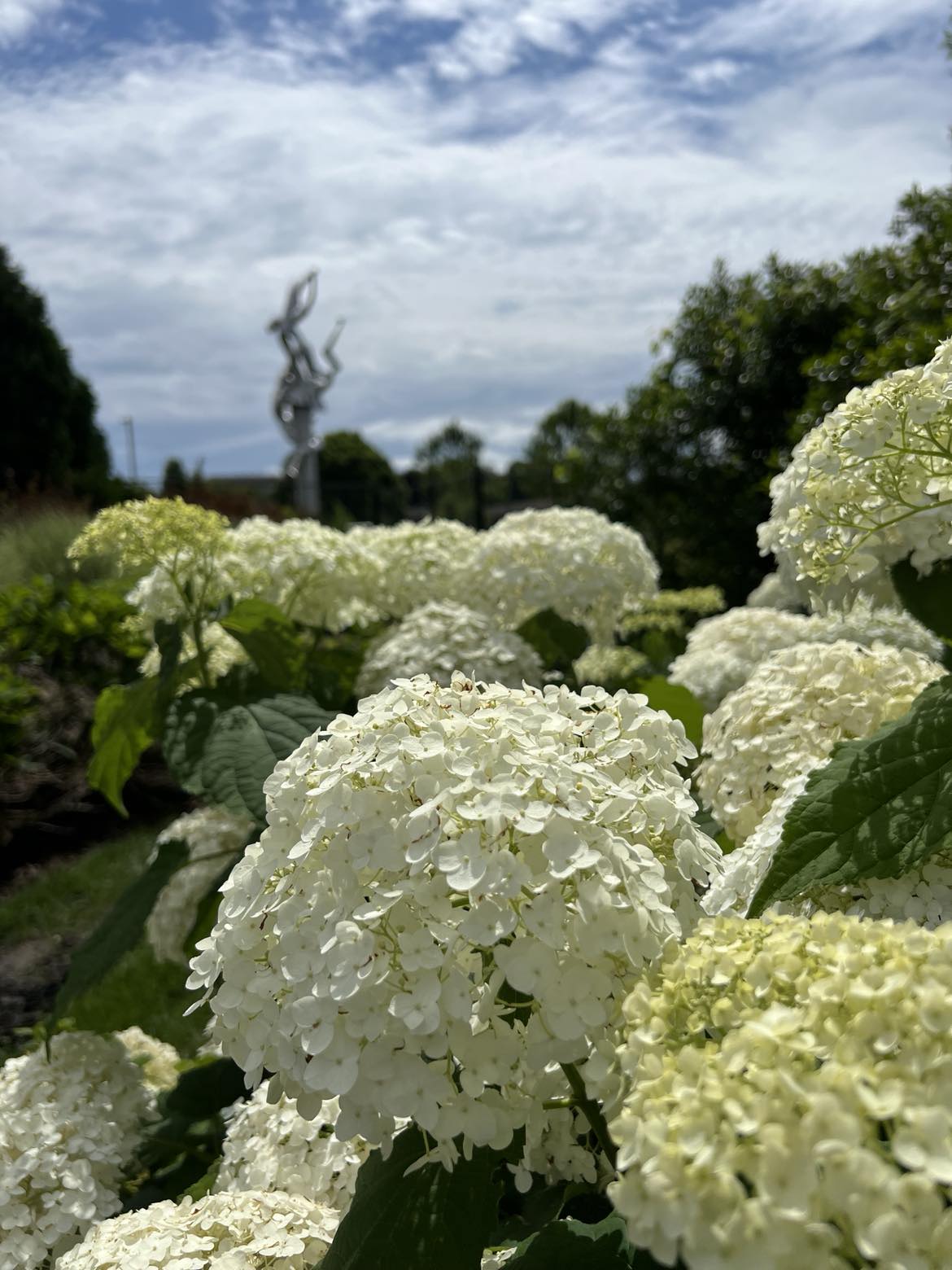 Close-up of a cluster of white hydrangeas in the garden at Applewood Estate, with a metal sculpture visible in the blurred background under a partly cloudy sky.