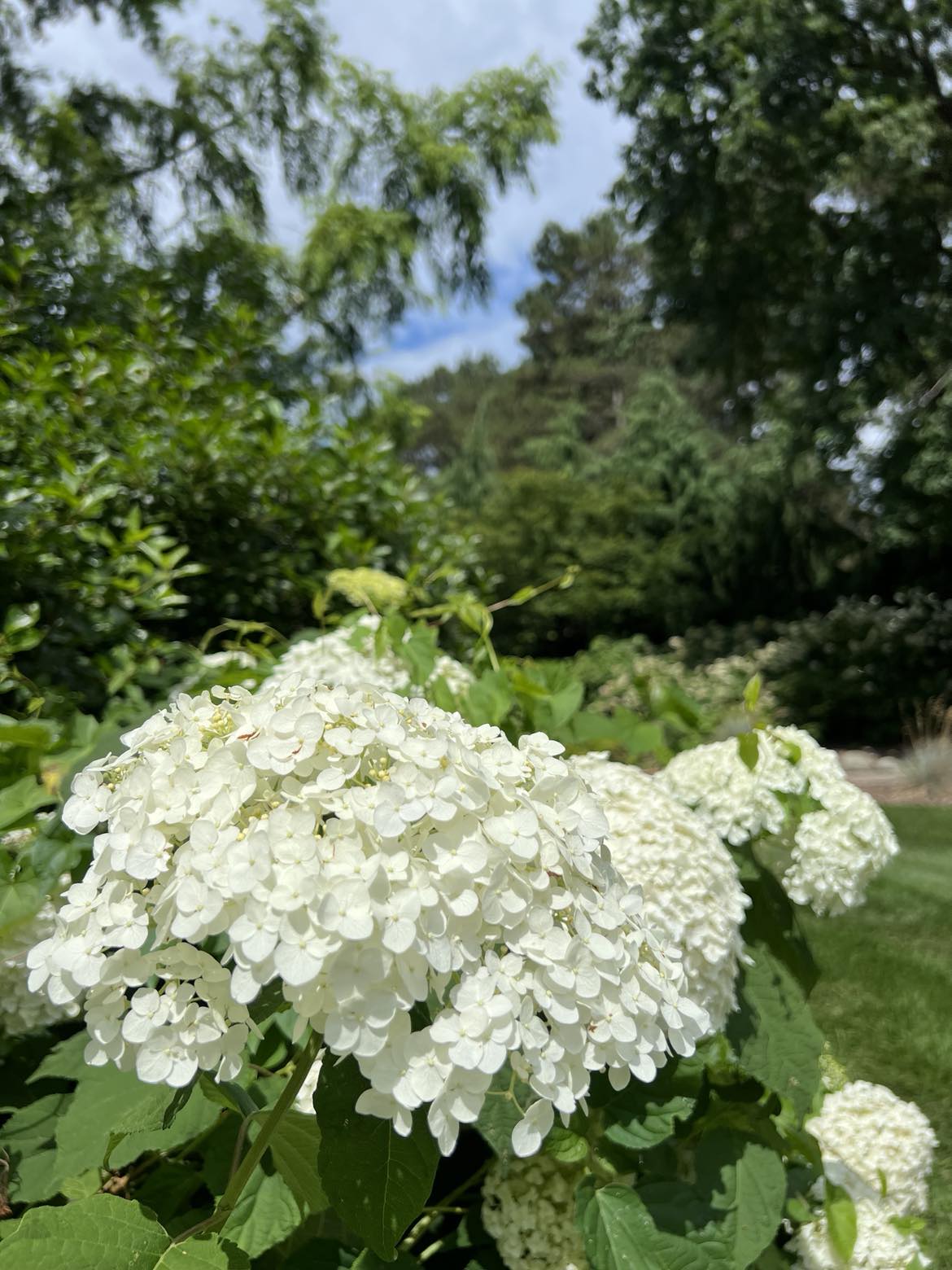 Close-up of a white hydrangea cluster in full bloom at Applewood Estate, surrounded by green foliage with trees in the background under a partly cloudy sky, part of the beautiful grounds maintained by the Ruth Mott Foundation.
