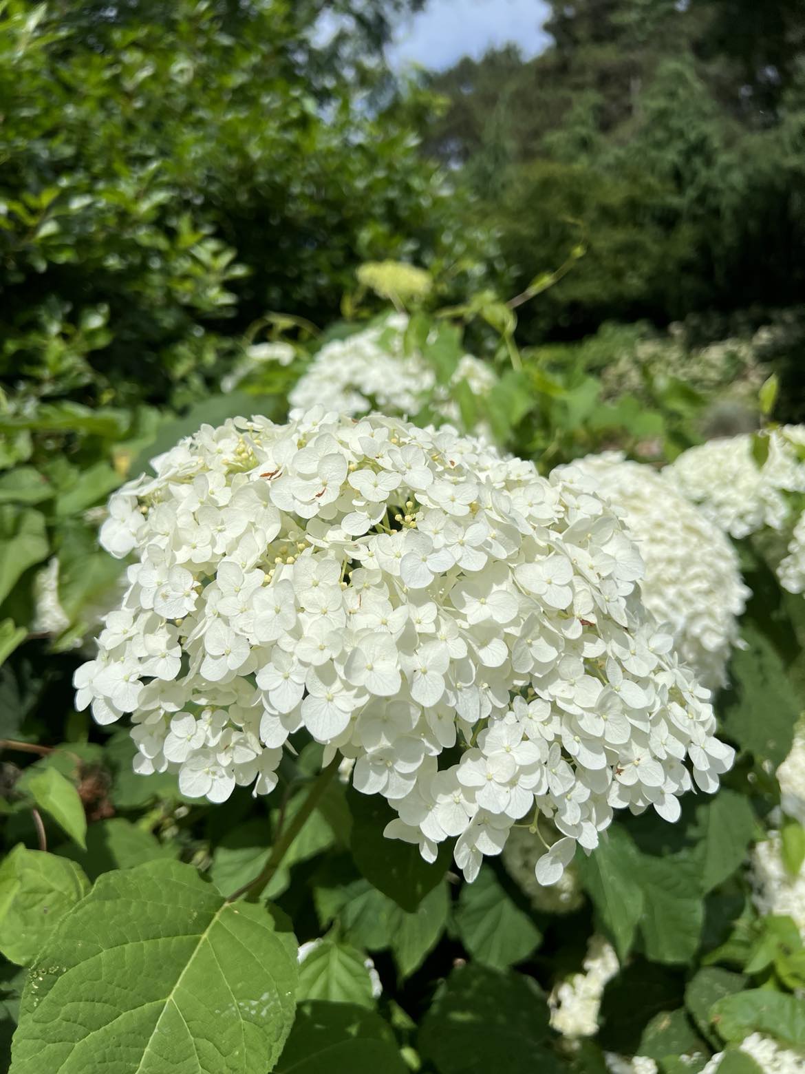 Close-up of a white hydrangea flower cluster in full bloom, surrounded by green leaves and foliage in the picturesque Applewood Estate, maintained by the Ruth Mott Foundation.