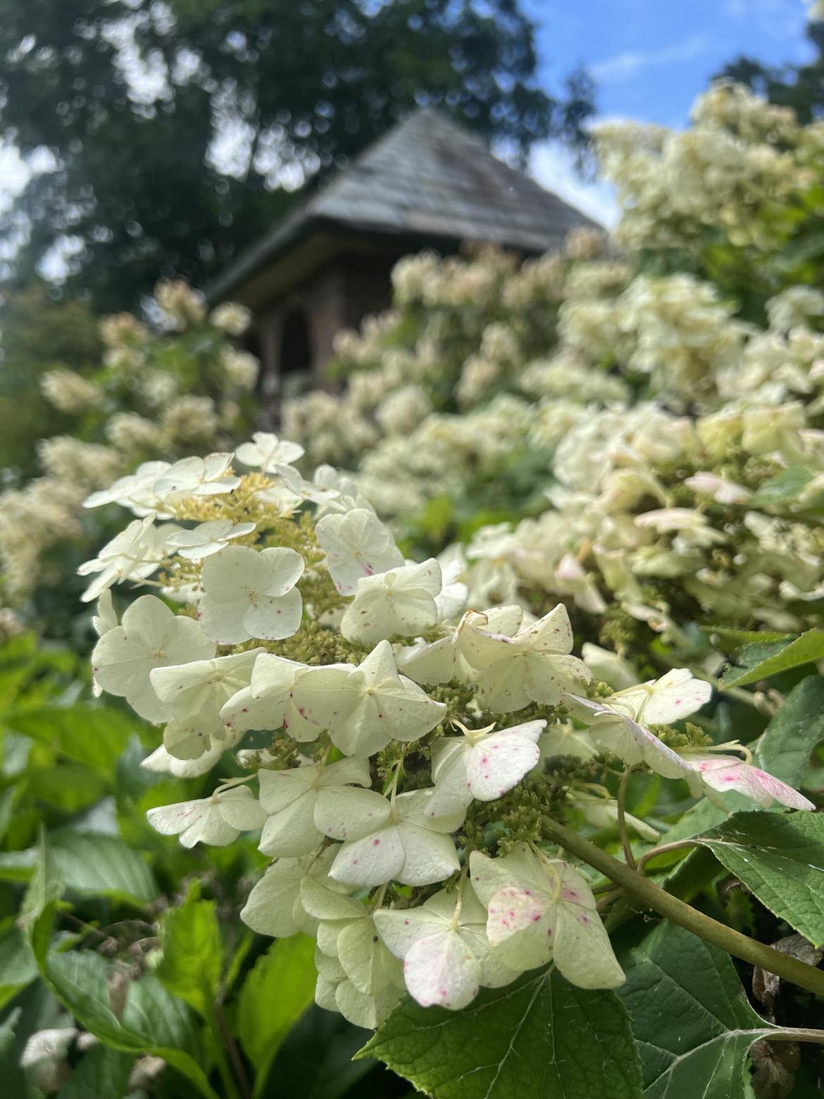 Close-up of a cluster of white hydrangea flowers with a blurred background of more flowers, green foliage, and a small brick structure with a peaked roof at the Applewood Estate, part of the Ruth Mott Foundation.