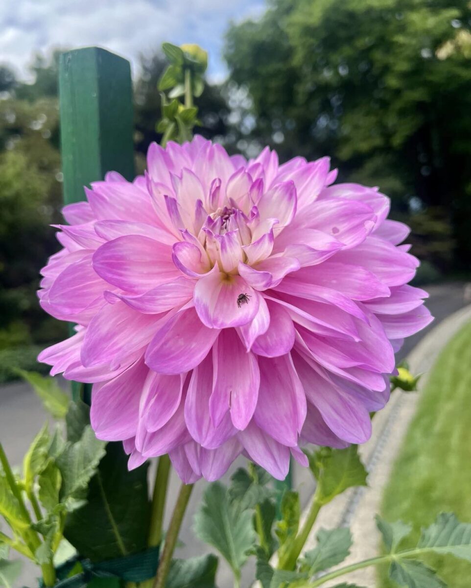 Close-up of a pink dahlia flower in bloom with a small insect on one of the petals. In the background, the green garden stake and foliage hint at the beautiful landscaping efforts supported by the Ruth Mott Foundation at Applewood Estate.