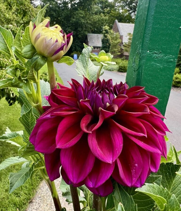 Close-up of vibrant magenta dahlias with lush green leaves, set against a garden backdrop at the Applewood Estate, supported by the Ruth Mott Foundation, with a green pole and a suburban neighborhood in the distance.