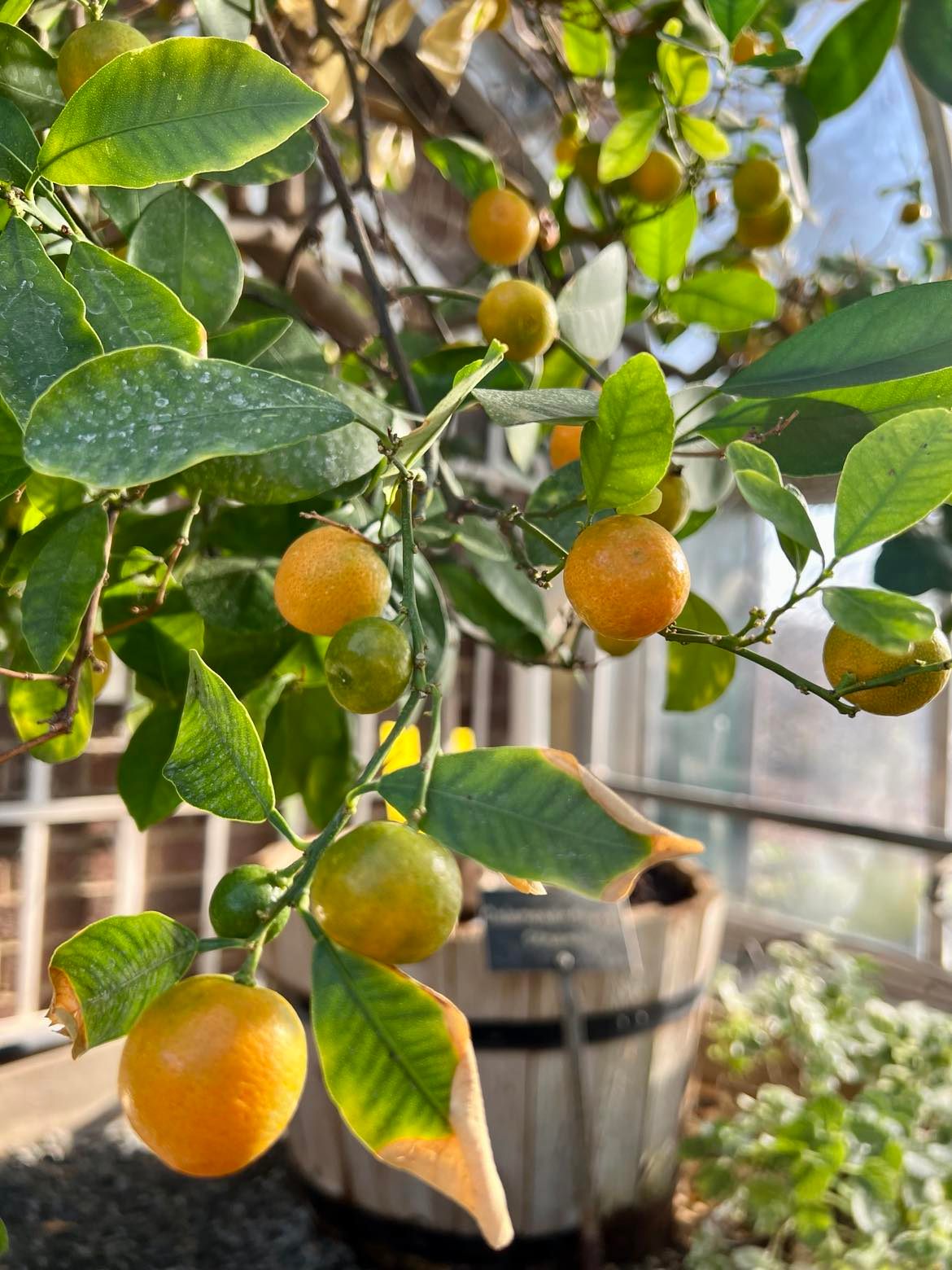 Close-up of an orange tree branch with ripe and unripe oranges, set against the backdrop of a wooden barrel in the Applewood greenhouse interior, showcasing what's in bloom.