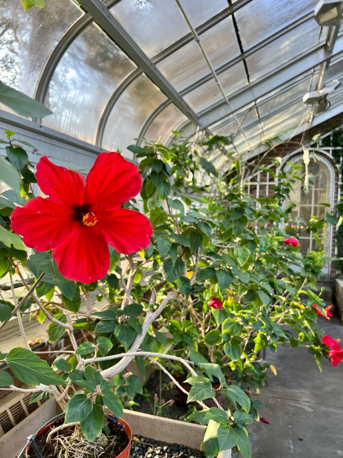 In the lush greenhouse of Applewood Estate, a vibrant red hibiscus flourishes amidst verdant leaves and other thriving plants under a clear glass roof, echoing the beauty cherished by the Ruth Mott Foundation.