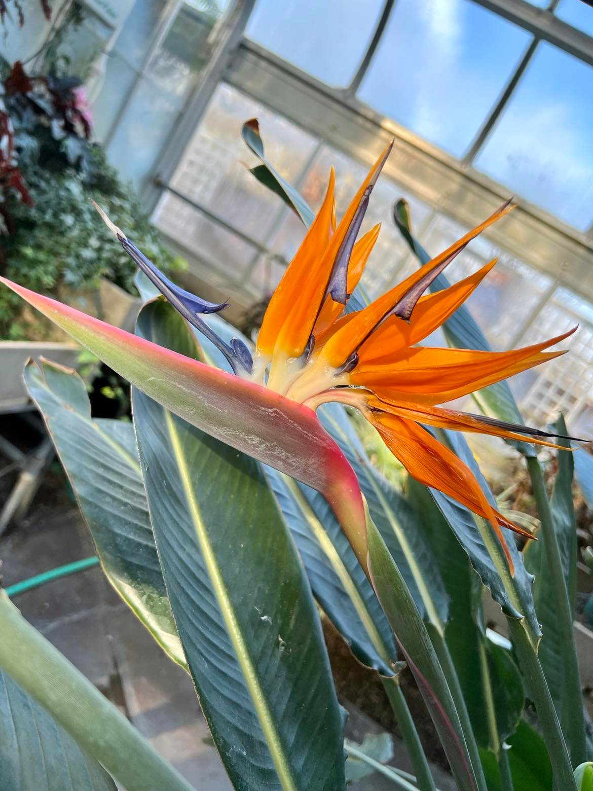 Close-up of a bird of paradise flower with vibrant orange and blue petals at the Applewood Estate, home to the Ruth Mott Foundation's lush greenhouse collection.