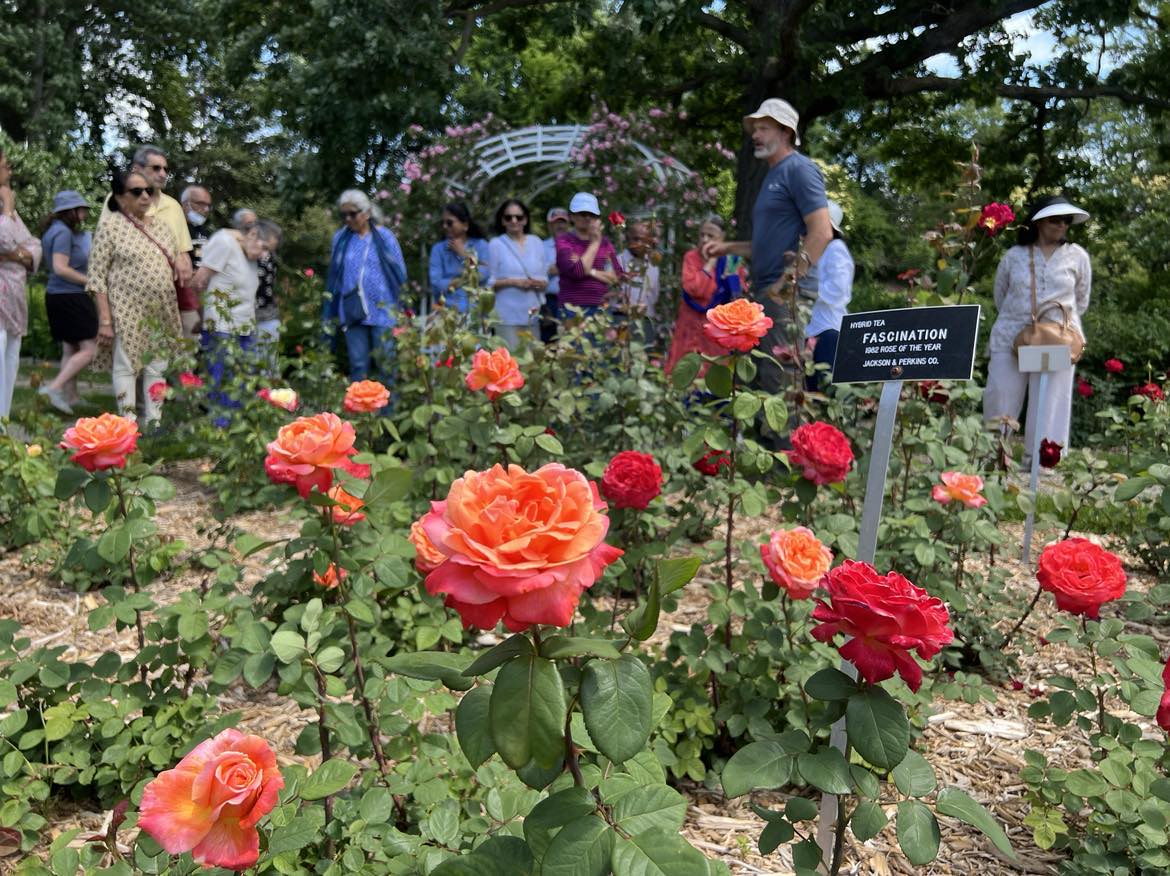 Visitors stroll through a rose garden, part of the Bloom Tour, surrounded by vibrant roses in full bloom. A nearby sign on a rose bush reads 